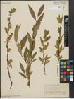 Foto von Salix alba L. x Salix pentandra L.